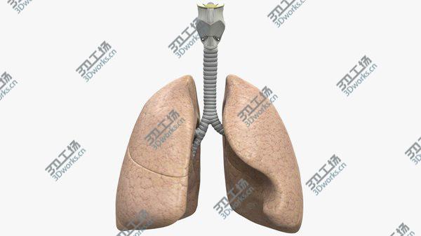 images/goods_img/20210312/3D Respiratory System model/3.jpg